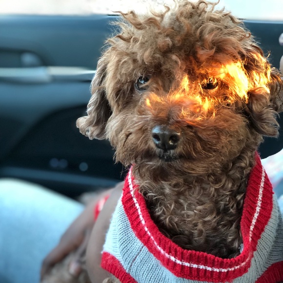 Meet your Posher, Khalia - Picture 1 of 1